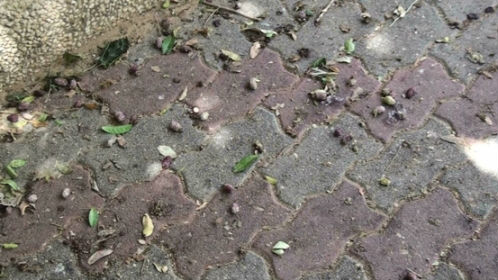 Berries on the ground